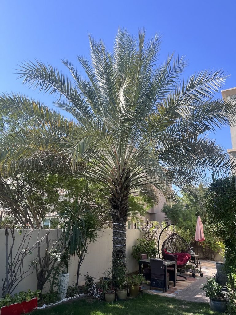 Date Palm Dubai
